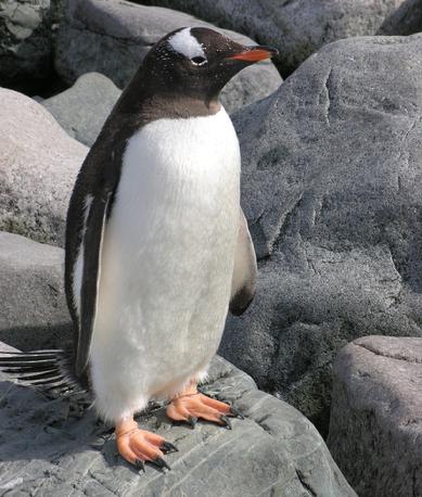Gentoo Penguins, Antarctica