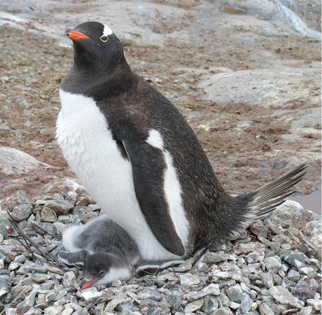 antarctic penguin nest