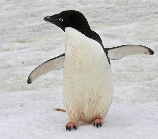 Adalie Penguin, Antarctica