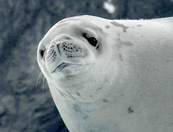 antarctic crabeater seal