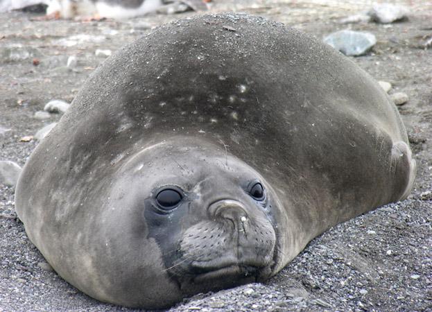 antarctic elephant seal