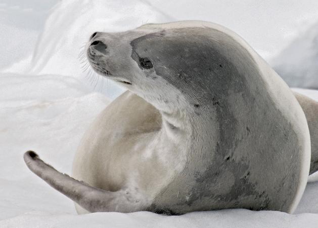 antarctic crabeater seal
