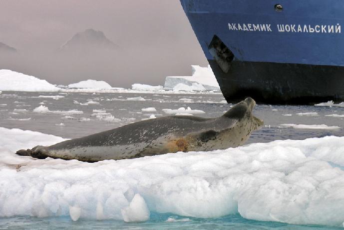 antarctica leopard seal