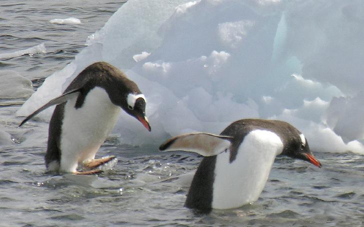 Gentoo Penguins, Antarctica