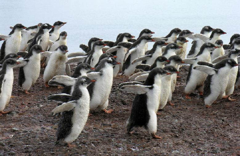 Gentoo Penguins, Antarctica