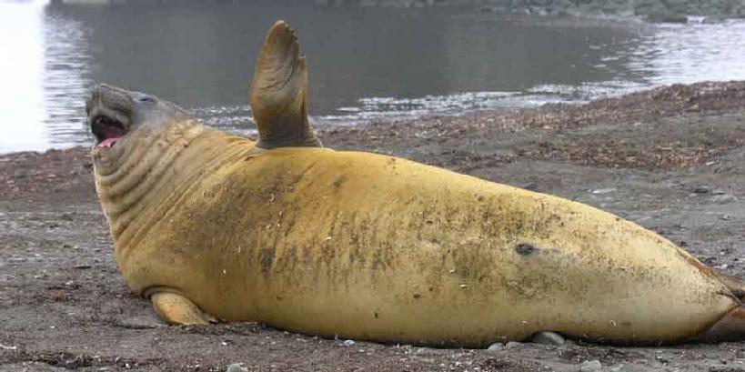 antarctica elephant seal