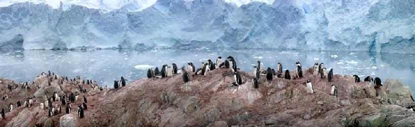 Gentoo Penguins, Antarctica, Icebergs